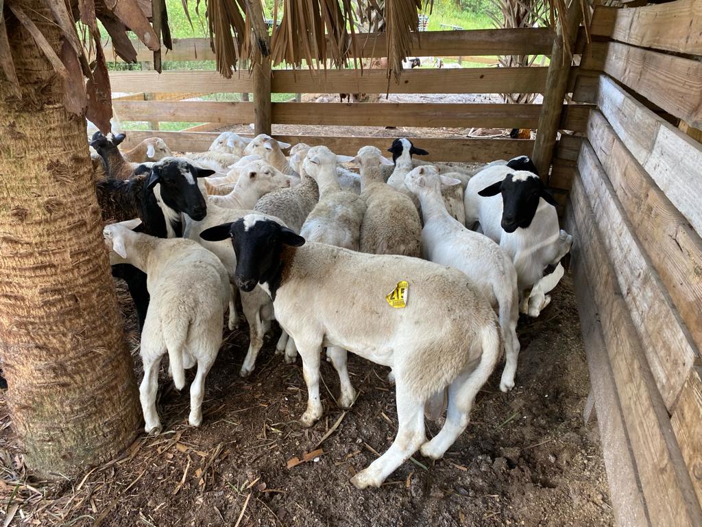 Lamb